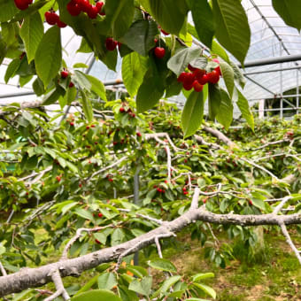 7月24日(日)園内状況🍒