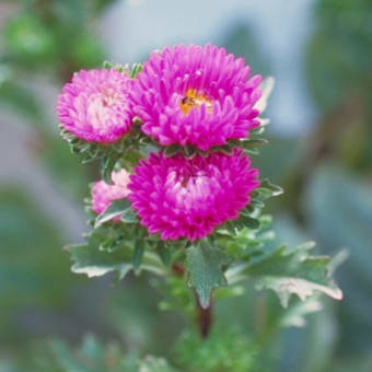 画像一覧 季節の花と言葉の花束