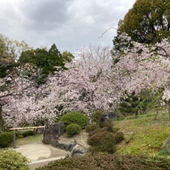 紅枝垂れ桜の平安神宮からの散策