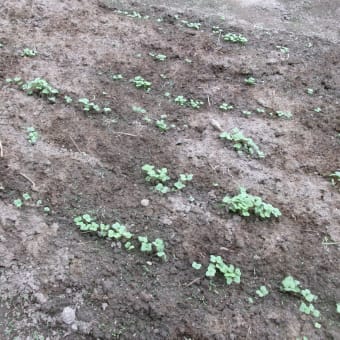 暑さで野菜の発芽が悪い！！