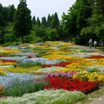 ６月の久住花公園は、初夏のお花でいっぱい～～～☆☆