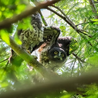 いつもの公園