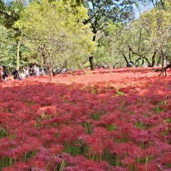 9月25日   「巾着田曼珠沙華祭り」