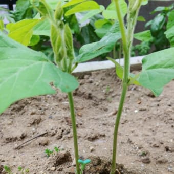 大きくなぁれ🌱