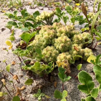 時間つぶしに浜を歩いて植物を観察。