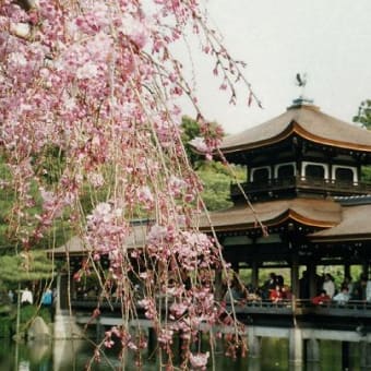 平安神宮の櫻