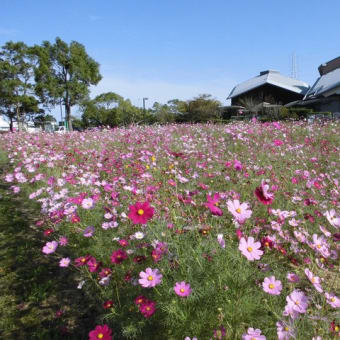 新庄公園にコスモスを植えよう！！