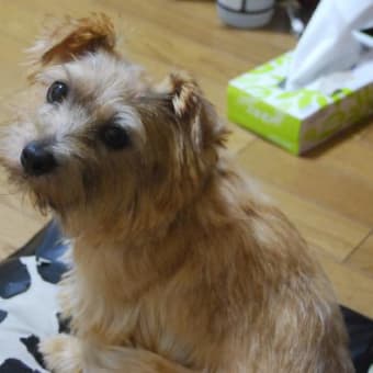 プラッキング講習会
