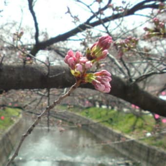 五条川 サクラは今日中には咲く花な？