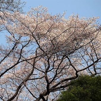 暑かったぁ～～(*´ω｀)　早咲きの桜を求めて。。。