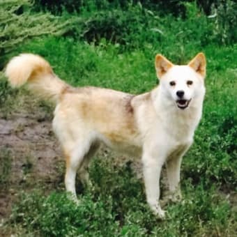 2018年3月5日 現在残っていた犬達です