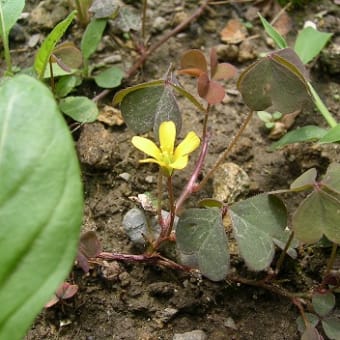 小さな花と虫