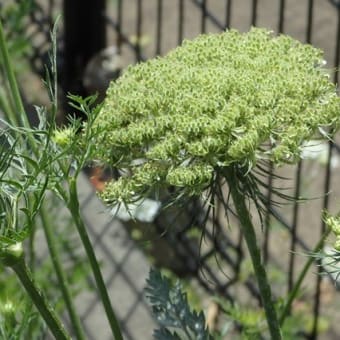 紫陽花と人参の花かフェンス際（仙波小学校裏）