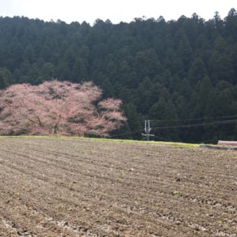 宇陀市の桜見物