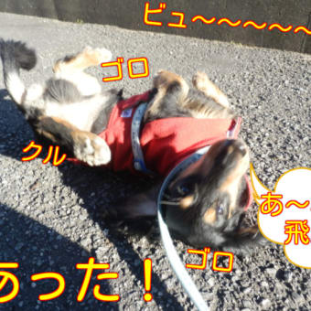同情するならカギをくれ！同情するなら開けてくれい～(笑)