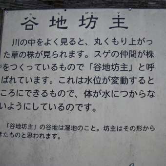 草紅葉（戦場ヶ原）