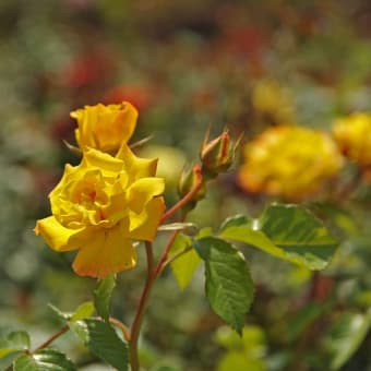 平塚市の「花菜ガーデン」に行って来ました