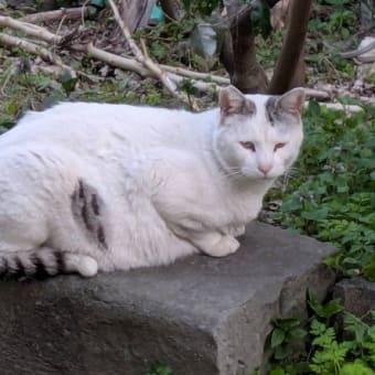 空き家猫事情。夫婦の絆の巻