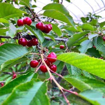 7月7日(金)園内状況🍒