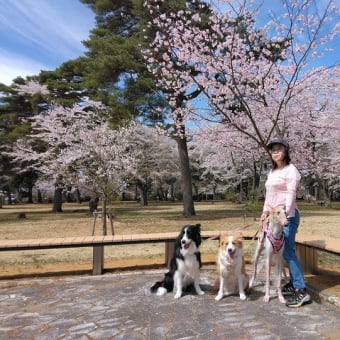 Ｔ公園桜満開
