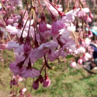 仙台の桜 in 榴ヶ丘公園