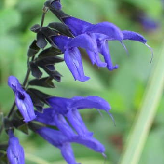 花？華？華やか！