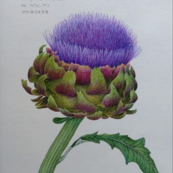 ホオズキ 冬の植物画 - 野村陽子植物細密画工房