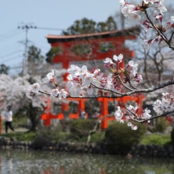 相馬市　涼ヶ岡八幡神社の桜