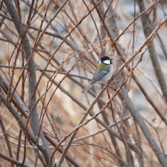 野鳥撮影初心者