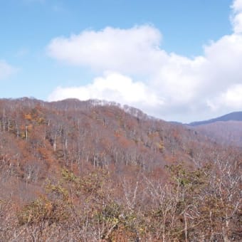 信越トレイル　小沢峠～とん平　ブナ原生林