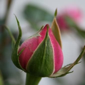 薔薇　　はじけそうな娘達