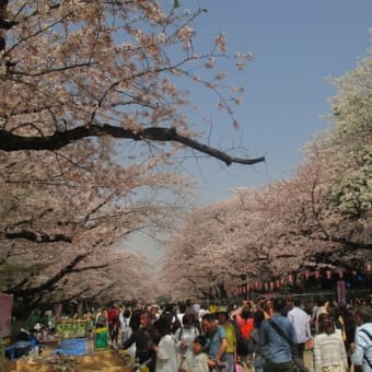 H31.4.6        好天化の桜　桜見物