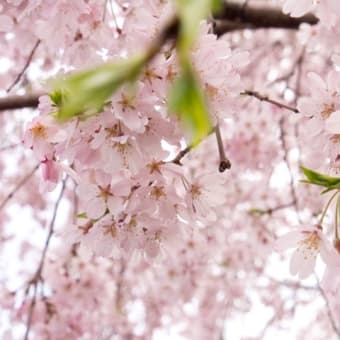 時期がアレですが、桜の画像をアップ。