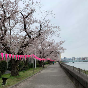 2020年3月30日の隅田川の桜