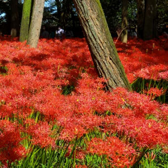 9月25日   「巾着田曼珠沙華祭り」