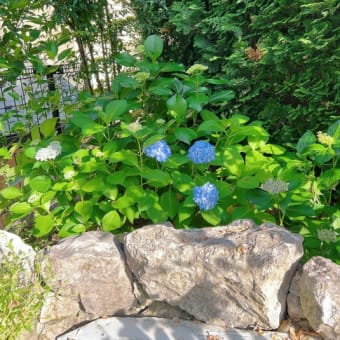 原種リナリアが咲き出して＆ボニーの花柄摘み疲れました