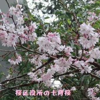 桜区役所のさくら２