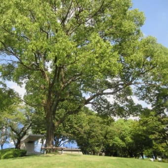 名城公園、いまだ３５度C越え