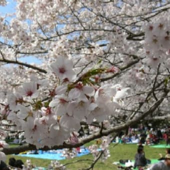 昭和記念公園でお花見！