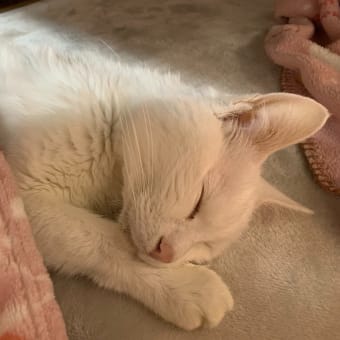 なんしようと？お昼寝しとっちゃ(博多弁)ニャzzz #白猫 #猫 #CatsOfTwitter