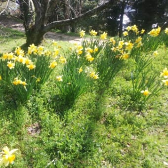 蓮華寺池公園の花たち