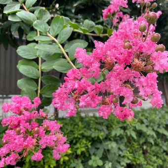 【ベストセラー】の予兆：『半うつ』と『決定版 アドラー心理学がマンガで3時間でマスターできる本』