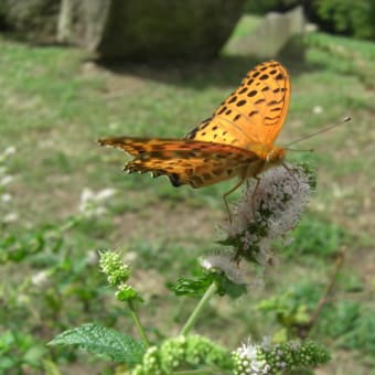 ☆赤とんぼ～ミントにチョウ☆