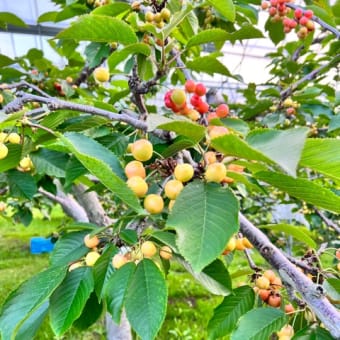 7月4日(火)園内状況