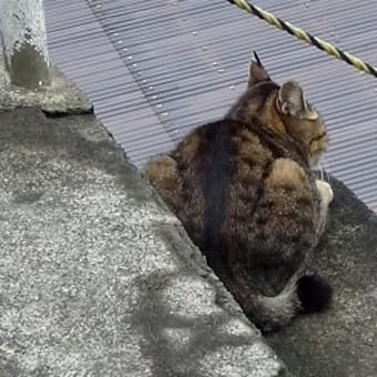 伊豆諸島８島制覇の旅《後編》　八丈島・御蔵島・三宅島・伊豆大島４島めぐり　１０回目　御蔵島