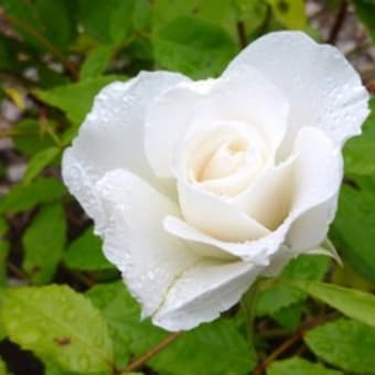 白バラ スノーホワイト 立てば芍薬座れば牡丹踊る姿は薔薇の花