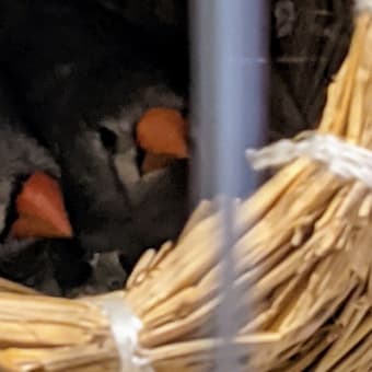 キンカチョウ