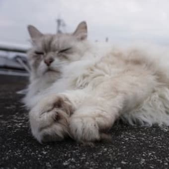 安全第一　　　　生前ウルフ＆後継猫シュシュ