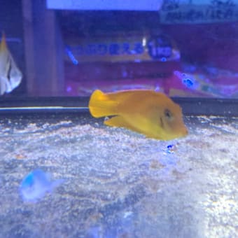 クログチニザダイ約8cm