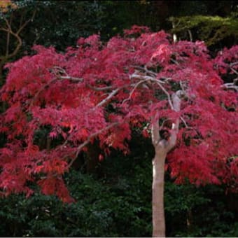 紅葉の正暦寺と奈良町散策